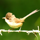 Red-backed Fairy Wren ( Female )
