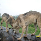 Gray Wolf