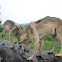 Gray Wolf