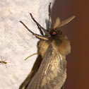 Crooked Swift
