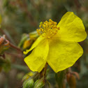 heath leaved rock rose; sillerilla