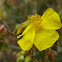 heath leaved rock rose; sillerilla