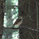 Swainson's Thrush