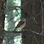Swainson's Thrush