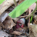 Wild Ginger