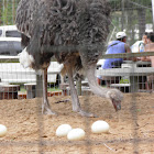 Rhea (Ñandú)