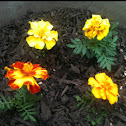 Marigold