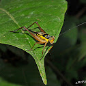 Cricket