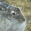 White-tailed Jackrabbit