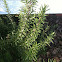 Rosemary
