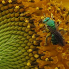 Green Bee
