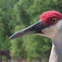 Sandhill Crane