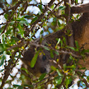 Yellow-spotted Rock Hyrax