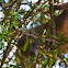 Yellow-spotted Rock Hyrax