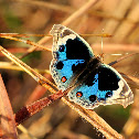 Blue Pansy