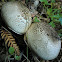 Agaricus xanthodermus