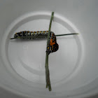 Black swallowtail