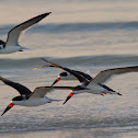 Black Skimmer