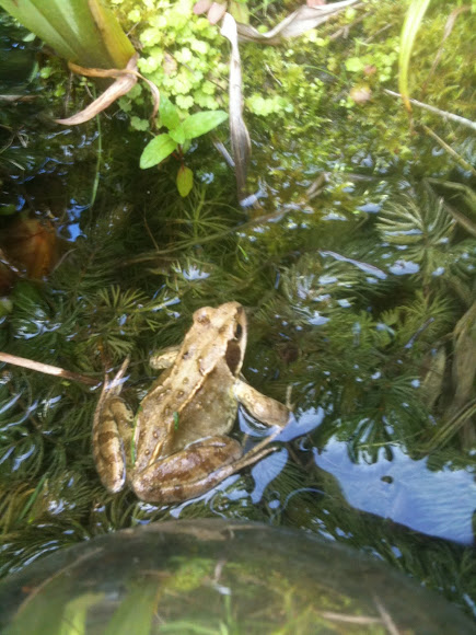 Spotting Image 1