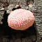 Boletellus ananas (Iced Vovo Mushroom)