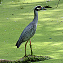Yellow-crowned Night-Heron