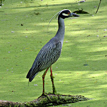 Total Wildlife