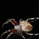Orb Weaver Spider