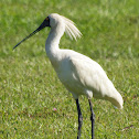Royal Spoonbill