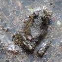 Northern Cricket Frog