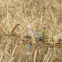 Blue Heron