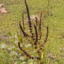 Rumex