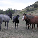 Feral Horses