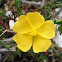 Mediterranean Sun-rose