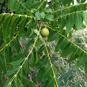 black walnut