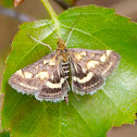 Crambid Moth