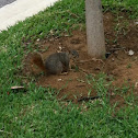 Grey squirrel