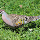 Common Bronzewing