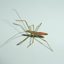 Assassin Bug(nymph)