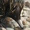 Short-Beaked Echidna