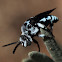 Carpenter bee