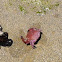 Crab