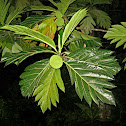 Breadfruit