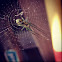 Lined orbweaver