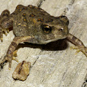 American toad