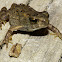 American toad