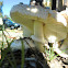 Chlorophyllum brunneum