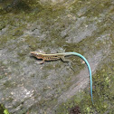 Blue-tailed Skink