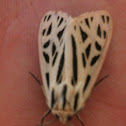 Tiger moth