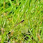 damsel fly