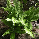 Fern